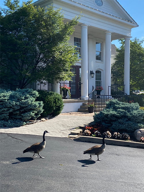 Geese are flocking to the Mandell -Brown Surgery Center